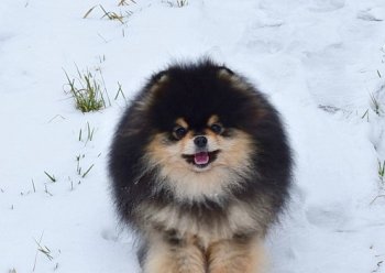 Эстетикс Обсэшион
