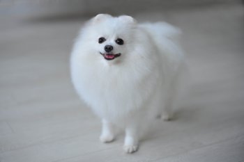 New's Pomeranian Bows