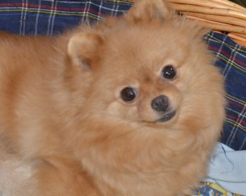 Lily Golden Fluffy