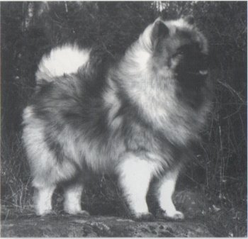 Keestorpets La Paloma