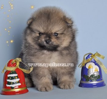 Визави Версаче