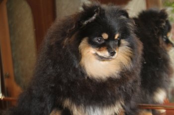 Чаровница Дана