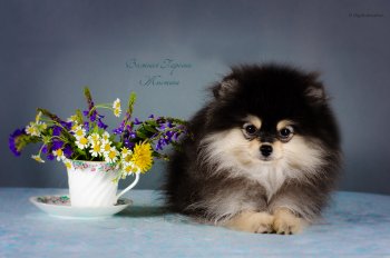 Важная Персона Жюстина