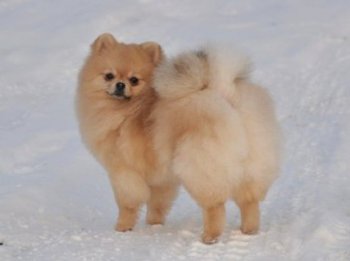 Ниридми Старз Пенелопа