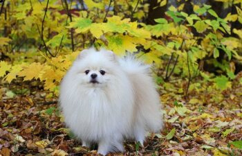 Снежная Династия Жан-Сай