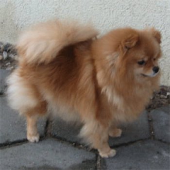 Greip Ginger Alisia Kid