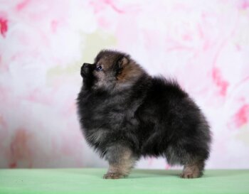 Алмазный Источник Крендель Маковый