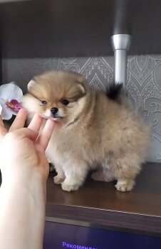 Ерофея Флаффи Клоуд