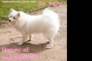 Harumi Of Nadeshiko Land