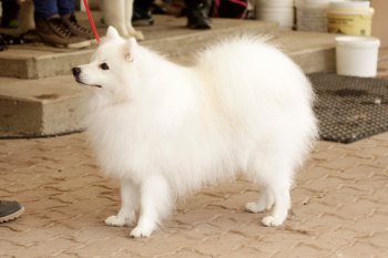 Ноктюрн Догс Викинг Винд