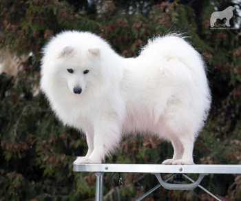 Доник Стайл Цецилия