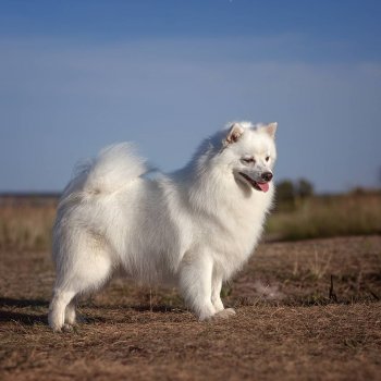Айми Кисс Ми