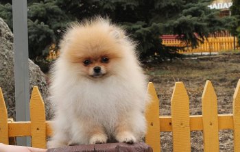 Звездный Принц