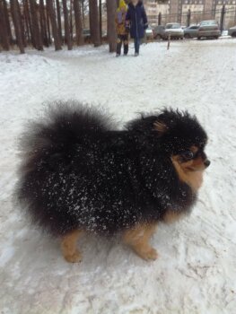Черри Блэк