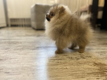 Сикрет Ракет Стайл