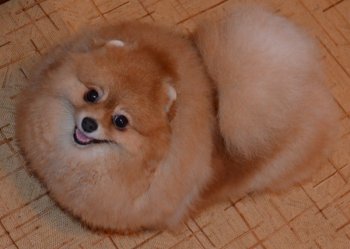 Сонни Золотая Орхидея