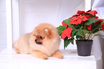Mon Estelle Sunny Little Girl