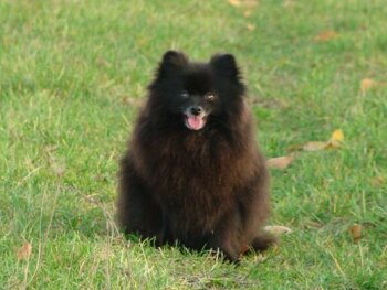 Robears Tyra