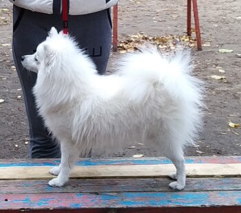 Дея Юкику Айми