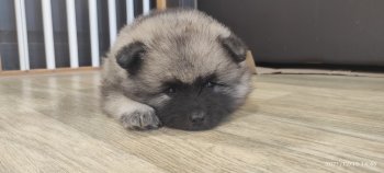 Невастар Люцифер Фор Астальдо Нармо