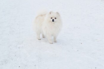 Милашка Сью