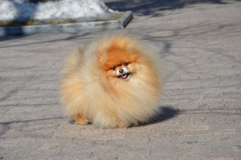 Калимба Де Луна Юлана Блисс