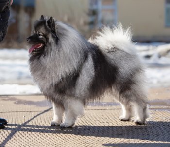 Алмазный Источник Очарованный Странник