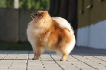 Аллерия Виндраннер Бинго'вит