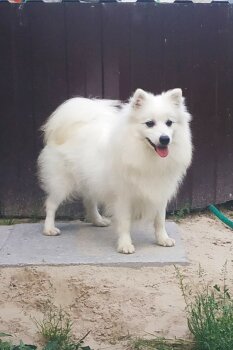 Анеко Нийоко