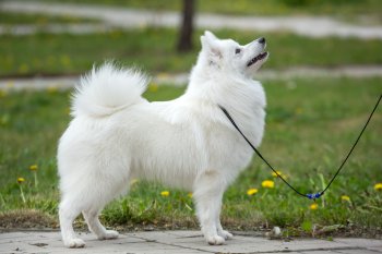 Noblewhite Elvira Of Echo