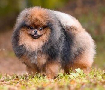 Superior Poms Fire Shadow