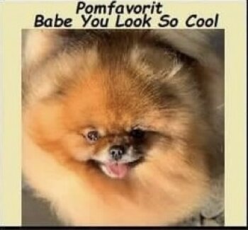 Pomfavorit Babe You Look So Cool