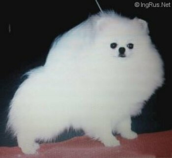 Bai Chiao Wei Of Chiao Fu Hang Kennel