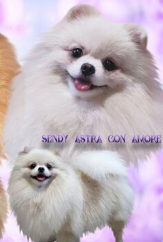 Sendy Astra Con Amore