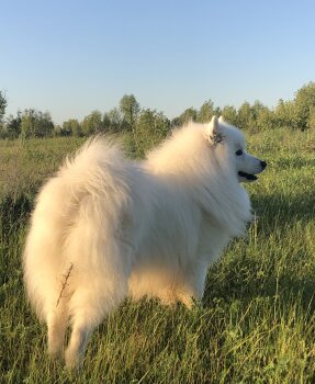 Юки Кицуне Аори