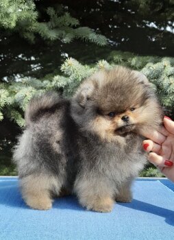 Пом На Миллион Пона