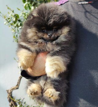Zippo's Pom Formidable