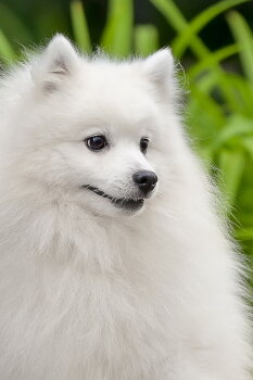 Балтик Лайн Имидж Дрим