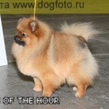 Jan-Shar's Man Of The Hour
