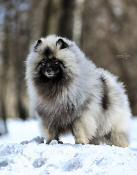 Олимпик Спирит Максимус