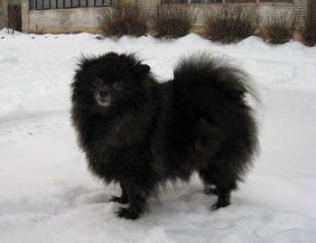 Юмалина