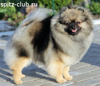 Шварц Адлер Валюта Для Альто'з Хауз