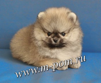 Милашка Пом Тедди Мишка