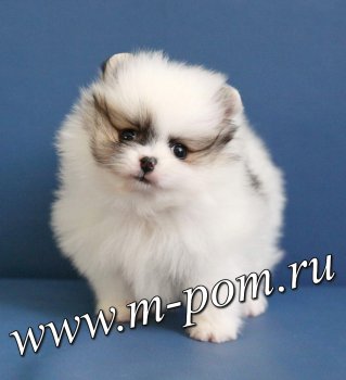 Милашка Пом Тропический Микс
