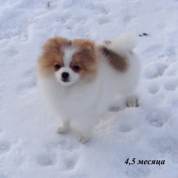Дива Ля Вита Юка
