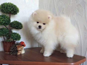 Зачарованный Принц Уильям