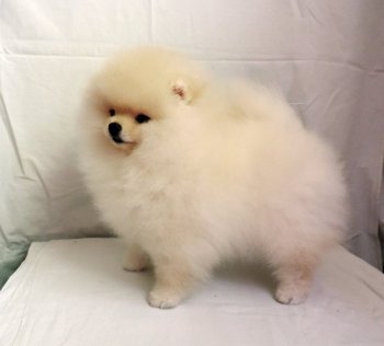 Deni Sweet Snow