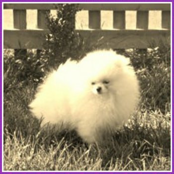 Chacres White As A Ghost