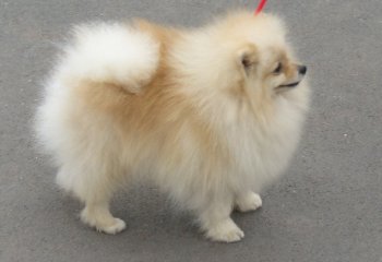 Владомир Из Орской Крепости