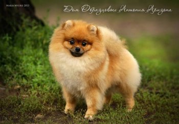 Дом Образцовых Антония Аризона